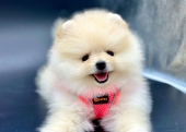 Pomeranian Boo Yavrular